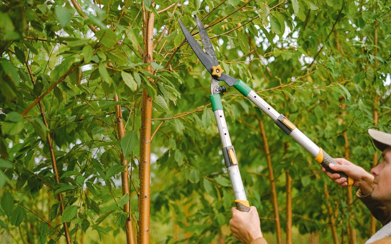 Tree trimming in Frazeysburg, OH